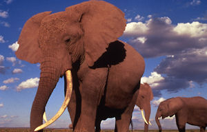 Vacations Magazine: Safari Styles