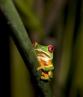 Vacations Magazine: Nature Calls in Costa Rica