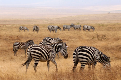 Vacations Magazine: 6 Uncommon Safari Vacations