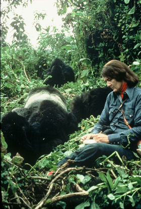 Vacations Magazine: Guardians of the Gorillas