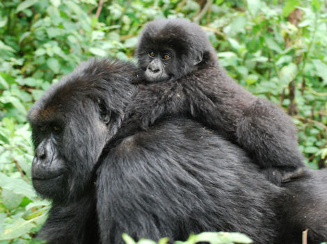 Vacations Magazine: The Rare Mountain Gorillas of Rwanda