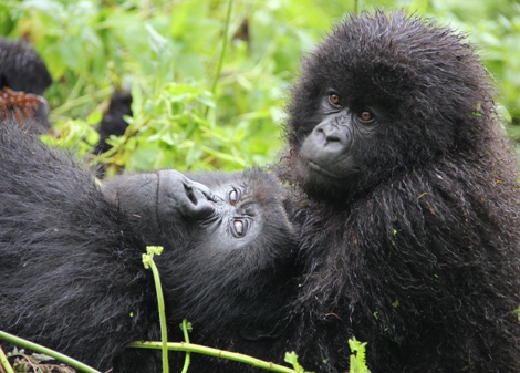 Vacations Magazine: Spend Time with the Mountain Gorillas