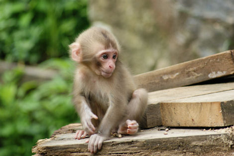 baby snow monkey