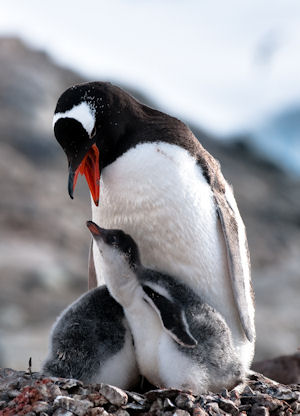 Vacations Magazine: Adventures in Antarctica: Part 2
