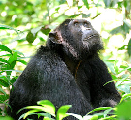 Vacations Magazine: Journey to Uganda and Rwanda: Part 1