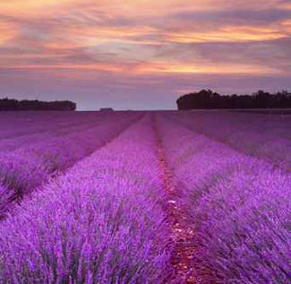 Vacations Magazine: The Palette of Provence