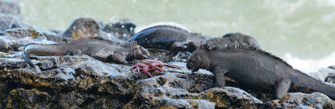 Vacations Magazine: Glorious Galapagos Islands: Part Two