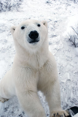 Vacations Magazine: Journey to the Polar Bear Capital