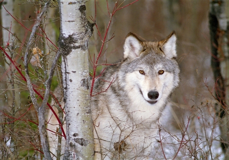 Vacations Magazine: Winter Wildlife of Yellowstone